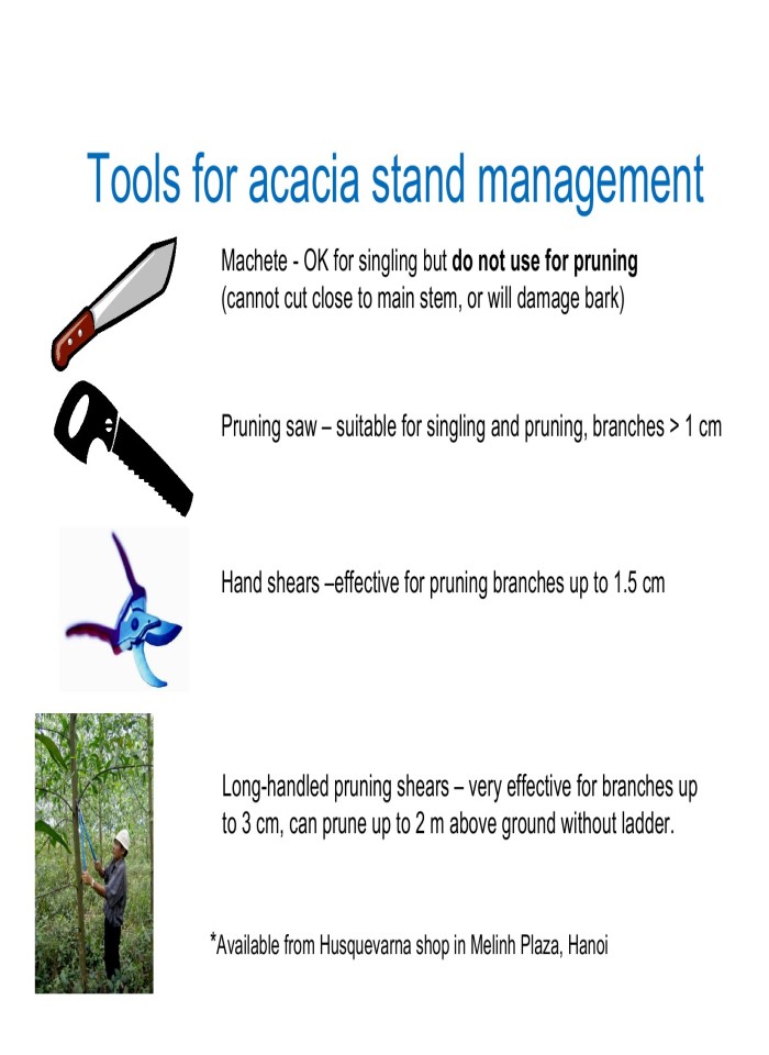 image for page Sustainable and profitable development of acacia plantations for sawlog production in Vietnam