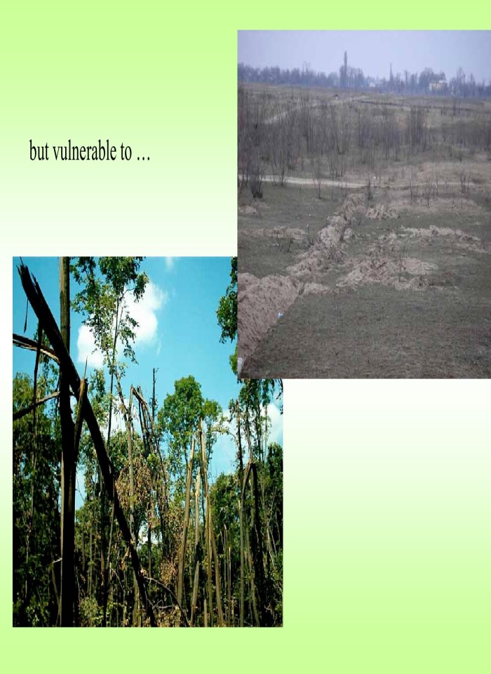 image for page Environmental and financial synergies on afforestation of degraded lands