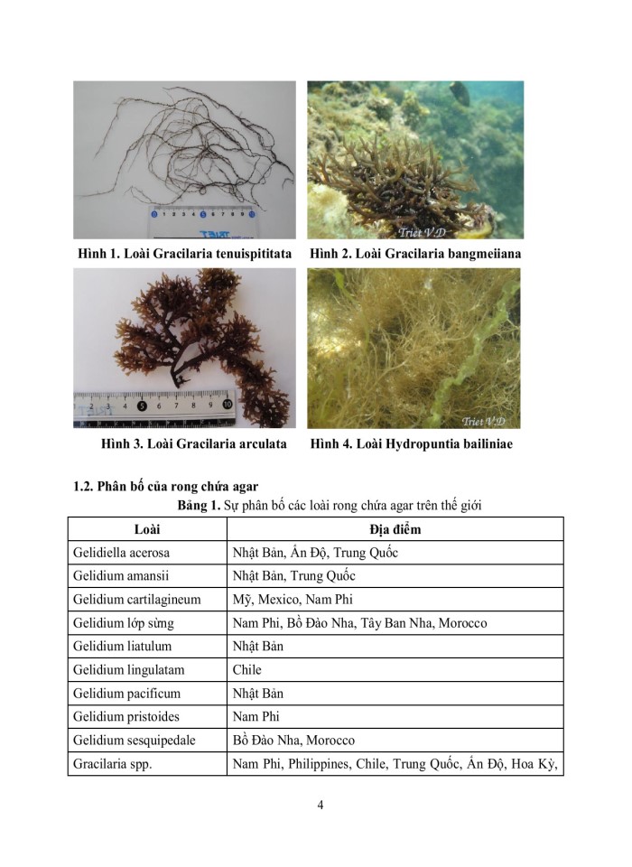 image for page Agar-agar nguồn gốc, cấu trúc tính chất lưu biến và ứng dụng