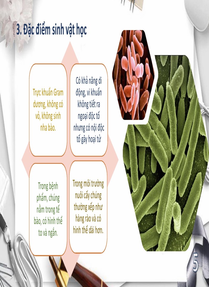 image for page Vi khuẩn listeria monocytogenes