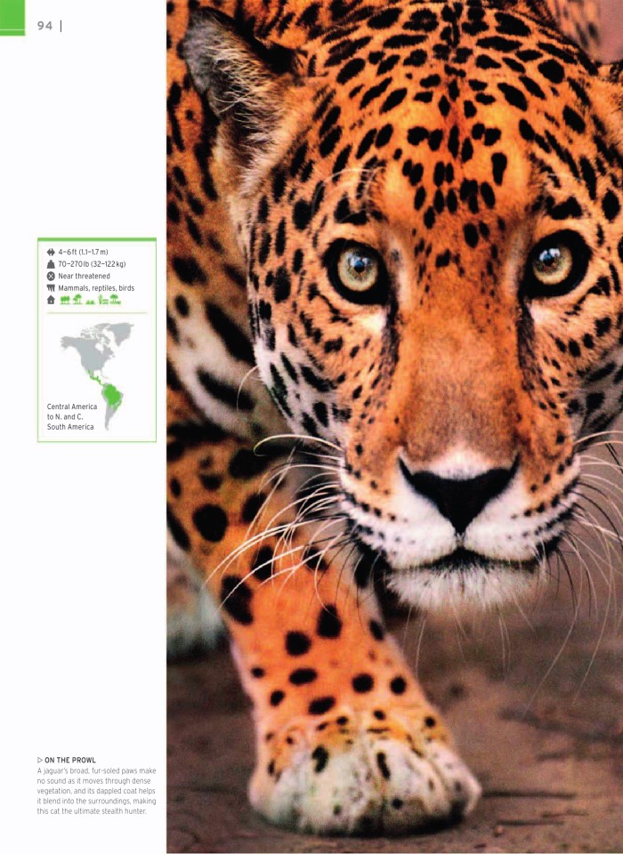 image for page wildlife of the world