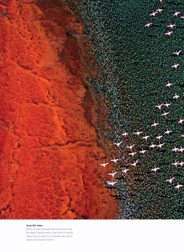 image for page wildlife of the world