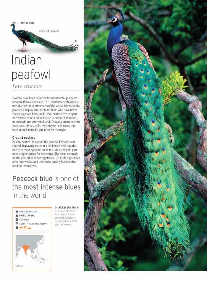image for page wildlife of the world