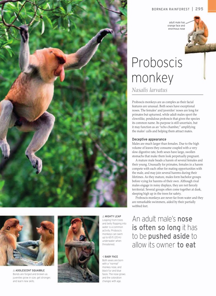 image for page wildlife of the world