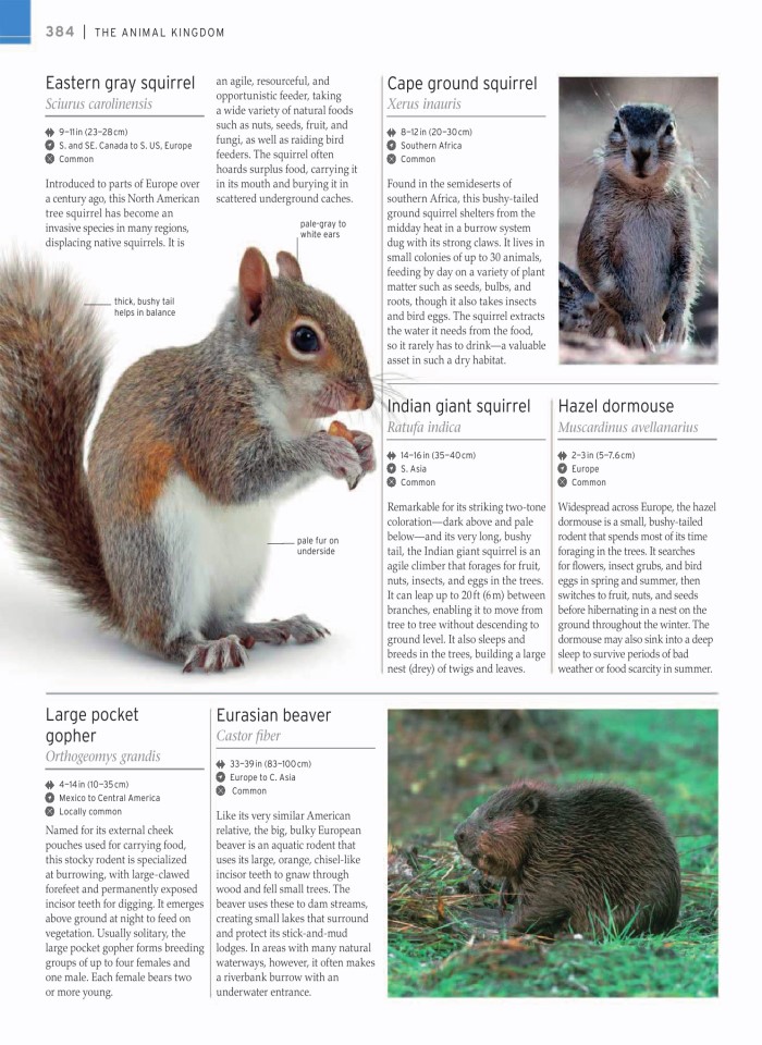 image for page wildlife of the world